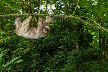 Brown-throated three-toed sloth  (Bradypus variegatus) on tree, Costa Rica - stock photo © Amaiquez