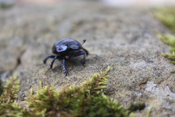 blue bug on the rock