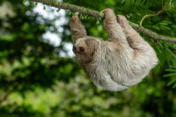 Brown-throated three-toed sloth  (Bradypus variegatus) on tree, Costa Rica - stock photo