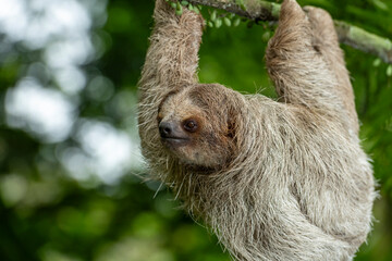 Brown-throated three-toed sloth  (Bradypus variegatus) on tree, Costa Rica - stock photo © Amaiquez