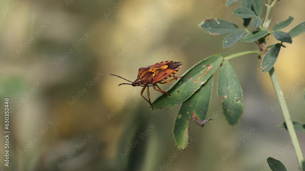 Poster macro shot of berry shield bug on plant with blur background