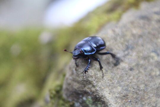 Trypocopris vernalis blue beetle, spring dumbledor