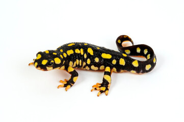 Yellow-spotted newt // Urmia-Bergbachmolch (Neurergus crocatus) 