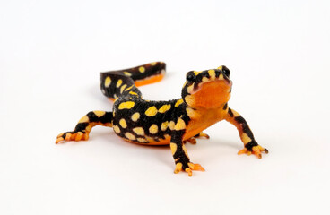 Yellow-spotted newt // Urmia-Bergbachmolch (Neurergus crocatus) 