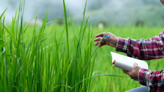 Farmer use notebook collects data and researches the rice plants in the mountain fields in order to obtain good and large yields. High Mountain Farming. The way of life of people on the mountain.
