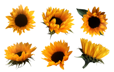 Yellow cutout sunflowers with leaves set, isolated bright object on the white background for decor, harvest time design, invitations, soft focus and clipping path