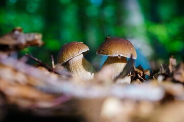 two mushrooms sitting on the ground next to a pile of leaves