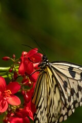 Fototapeta na wymiar Beautiful butterfly perched delicately on a flower, its wings spread wide