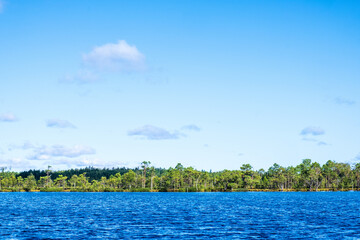 Lake at a bog with pine trees