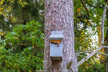 Hornet wasp nesting in a nest box on a tree trunk