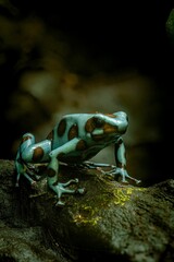 Coloring dart frog (Dendrobates auratus) perched atop a rocky surface