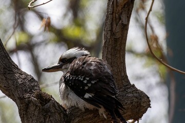 Laughing kookaburra (Dacelo novaeguineae) bird with a large beak perched on a tree branch