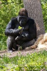 Naklejka premium Majestic mountain gorilla sits in its natural habitat enjoying a meal