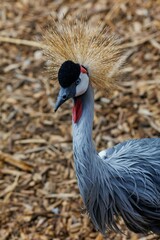 Golden-hued Eastern crowned crane (Balearica regulorum) bird in its natural habitat