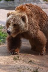 Adorable brown bear ambles along a dirt path in a wooded area