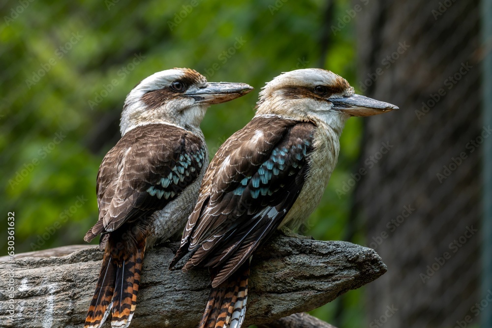 Poster two kookas on a log in front of a forest