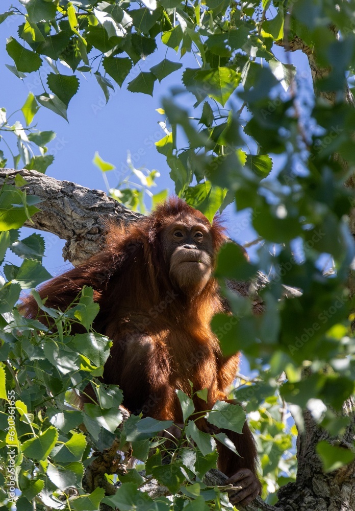 Poster an oranguel hangs in a tree branch with foliage and the sky in the
