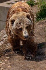Fototapeta premium Adorable brown bear ambles along a dirt path in a wooded area