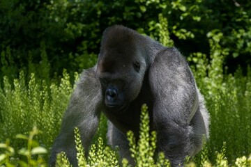a gorilla standing on top of a lush green field next to a forest © Dominick Montano/Wirestock Creators