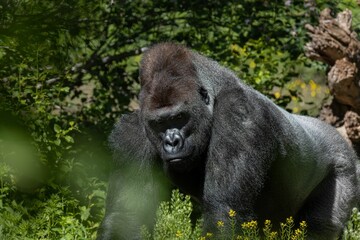 Large, mature male gorilla walking across a grassy meadow, surrounded by vibrant green vegetation