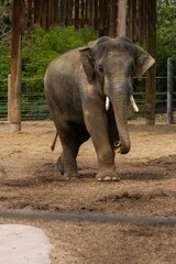 Fototapeta premium an elephant with tusks walking around a pen at the zoo
