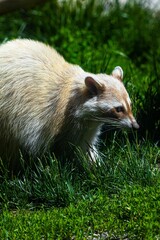 Fototapeta premium Brown raccoon standing in a lush green grassy field in a bright sunny day