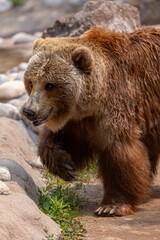 Imposing brown bear strides across a rocky terrain