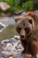 Fototapeta premium Majestic brown bear perched atop a rocky outcropping by a flowing river