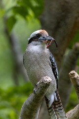 a bird is sitting in a tree eating something in its beak
