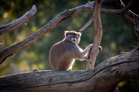 Macaque monkey perched atop a gnarled tree branch, surveying its surroundings