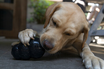 Blonde Labrador is enjoying the treats in her kong.