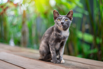Close up strange colored cat.Little kitten sitting on a wooden floor  indoor. Portrait of poor dirty cat in coffee shop blurred  background.Select eye focus.