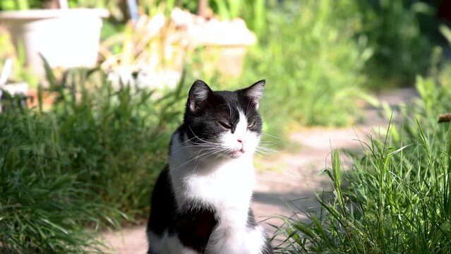 cute cat sitting outside in garden facing sun, green grass summer time adorable kitty 4k