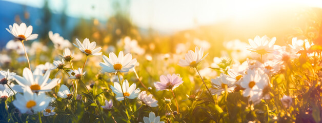 Naklejka na ściany i meble Floral background with blur and bokeh, in sunbeams. Summer joyful look Ai generation