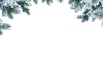 White pine branches isolated on transparent background. Christmas tree twig clipar clip art png