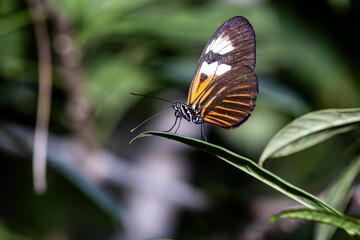 Closeup of a tithorea butterfly on leaves in a field with a blurry background