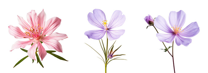 A set of beautiful wildflower, isolated on a transparent background.
