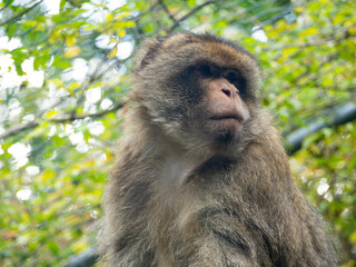 Fototapeta premium close up of a bertuccia sitting on a branch