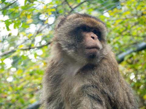 close up of a bertuccia sitting on a branch