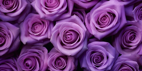 Fototapeta premium Enchanting Abundance of Lila Rose Blossoms in a Captivating Floral Arrangement - AI generated