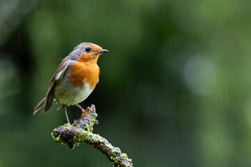 Adult Robin (Erithacus rubecula) posing on top of a branch with a natural green foliage background - Yorkshire, UK.