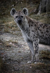 Hyena in the savannah