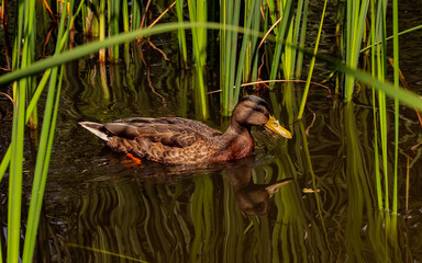 A mallard duck swims in a pond - among water reeds