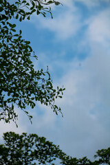 Obraz premium Green leaves and blue sky with white clouds in the morning background.