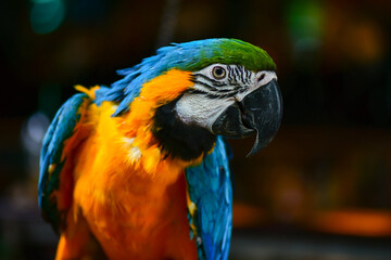 blue and yellow macaw