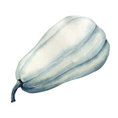 White pumpkin, watercolor illustration, hand drawing, autumn element on isolated white background