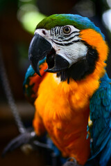 blue and yellow macaw