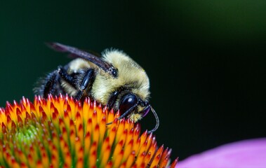 Closeup shot of a bee perched atop a bright flower.