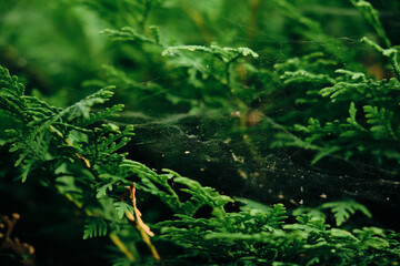 Spider web stretched on a wooden structure. A spider web of silk thread intricately woven by a small arthropod