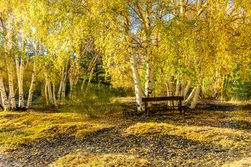 autumn landscape of a relaxation place in yellow forest with beautiful brown bench among birches ane yellow fall leaves